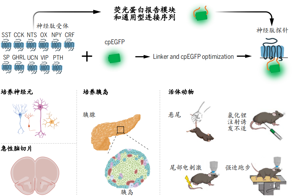 中国科协生命科学学会联合体公布2023年度中国生命科学十大进展